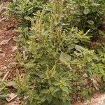 Amaranthus spinosusFeuille