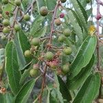 Grewia trichocarpa Fruto