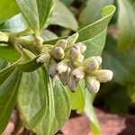 Pachysandra terminalis Flower