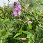 Stachys palustris Natur