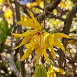 Forsythia intermedia 花