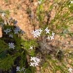 Stenaria nigricans Fleur