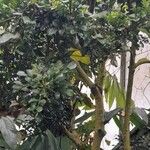 Aglaia odorata 整株植物