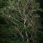 Oxera microcalyx Natur