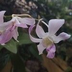 Dendrobium nobileFlower