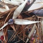 Strelitzia nicolai Λουλούδι