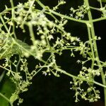 Sicydium tamnifolium Flower