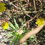 Crepis setosa 叶