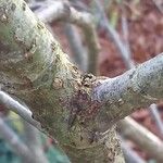 Sorbus matsumurana 樹皮