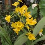 Dendrobium chrysotoxum موطن