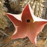 Hoodia gordonii Flower