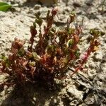 Lysimachia minima Habit