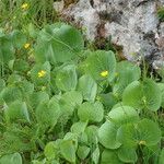 Ranunculus thora Hábito