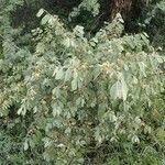 Grewia trichocarpa Hábito