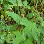 Hypericum montanum Blatt