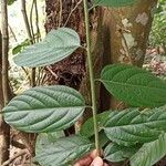 Sparrea gomphophylla Blatt