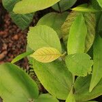 Detarium macrocarpum Blatt