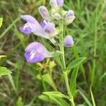 Scutellaria integrifolia 花