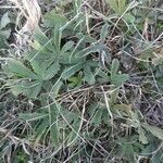 Potentilla heptaphylla Leaf