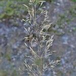 Agrostis stolonifera Fruit