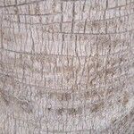 Washingtonia robusta Bark