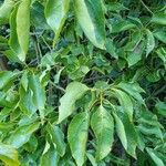 Cinnamomum camphora Leaf