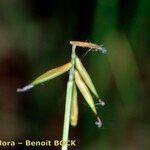 Carex pauciflora Frucht