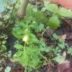 Calceolaria tripartita برگ