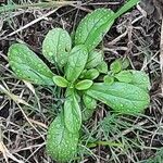 Valerianella eriocarpa Hoja