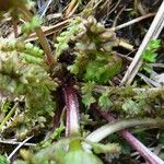 Pedicularis sylvatica Liść