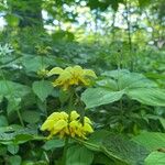 Lamium galeobdolonFlower