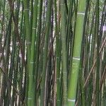 Phyllostachys reticulata 樹皮