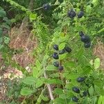 Phyllanthus reticulatus Fruit