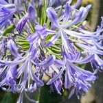 Agapanthus africanusFlower