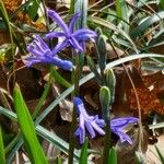 Hyacinthus spp.