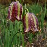 Fritillaria lusitanica Квітка