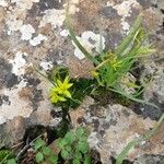 Gagea bohemica Fula