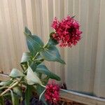 Centranthus ruber Flower