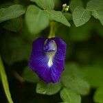 Clitoria ternateaFlower