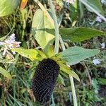 Rudbeckia occidentalis Fuelha