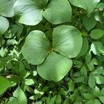 Trillium cernuum Leaf