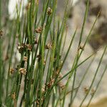 Juncus arcticus Frukt