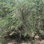 Quercus emoryi Habit