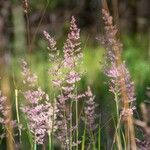 Calamagrostis canescens 花