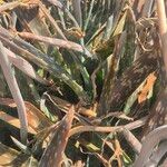 Aloe ellenbeckii Hostoa