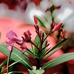 Nerium oleander Deilen