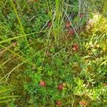 Vaccinium oxycoccos Fruit