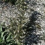 Echium italicum Habitus