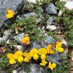 Lotus alpinus Flower