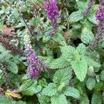 Teucrium hircanicum Leaf